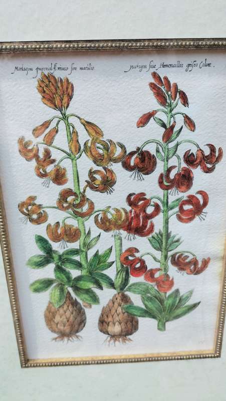 Botanical Painting Framed