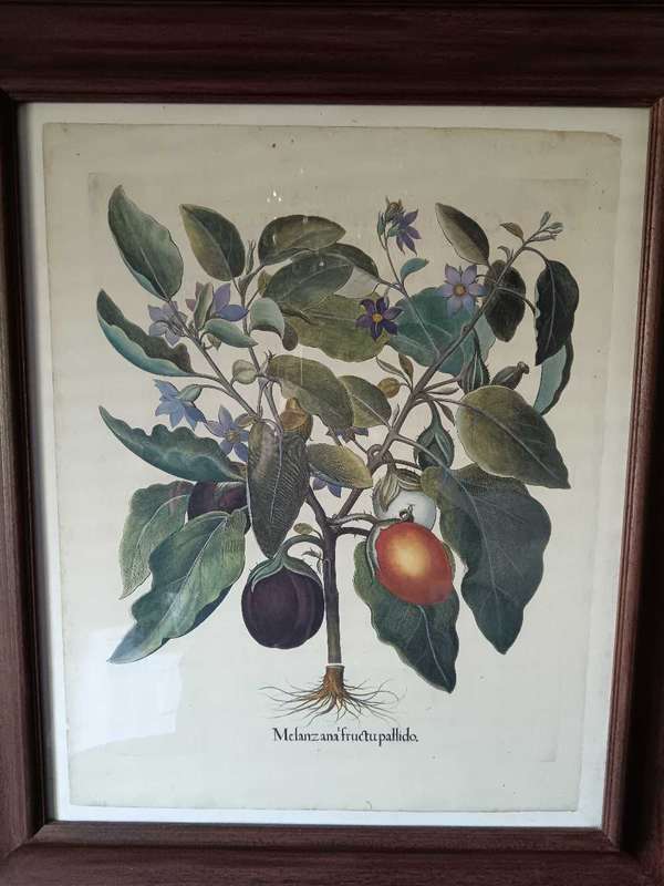 Beautifully Framed Botanical Print