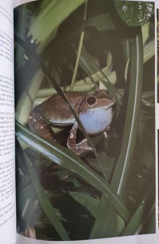 Frogs and Toads of the World
