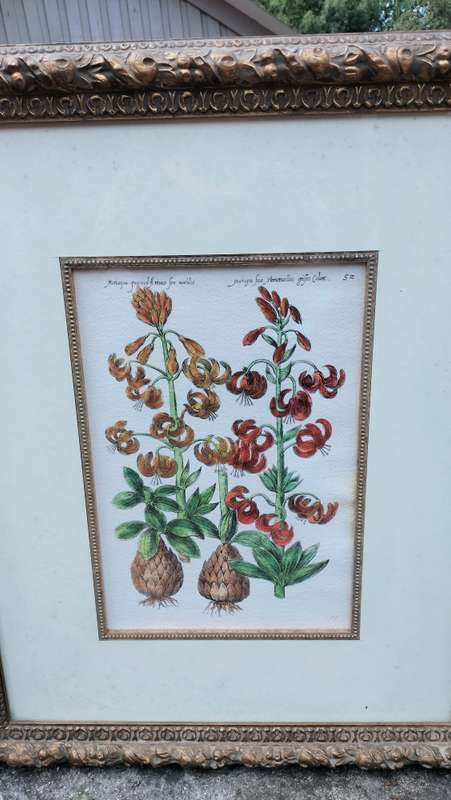 Botanical Painting Framed