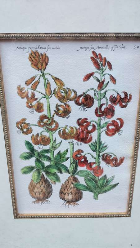 Botanical Painting Framed