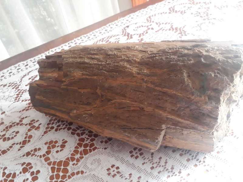 FOSSILIZED/PETRIFIED PIECE OF TREE/WOOD