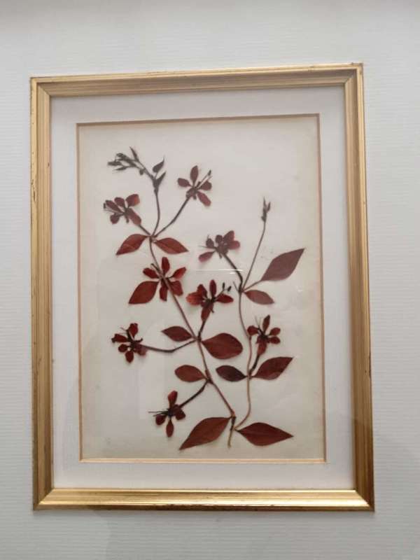 Pair of Pressed botanical flower pictures