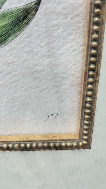 Botanical Painting Framed