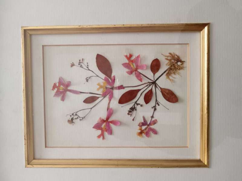 Pair of Beautiful Framed Pressed Botanical Flower Pictures by Joe Braun