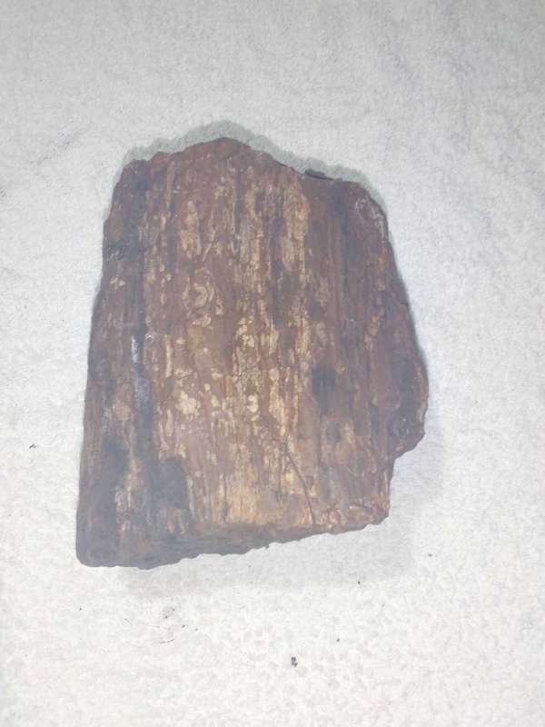 Petrified Wood pieces