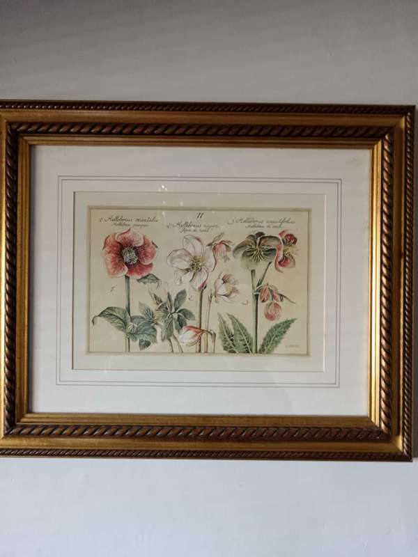 Beautifully framed Botanical Print