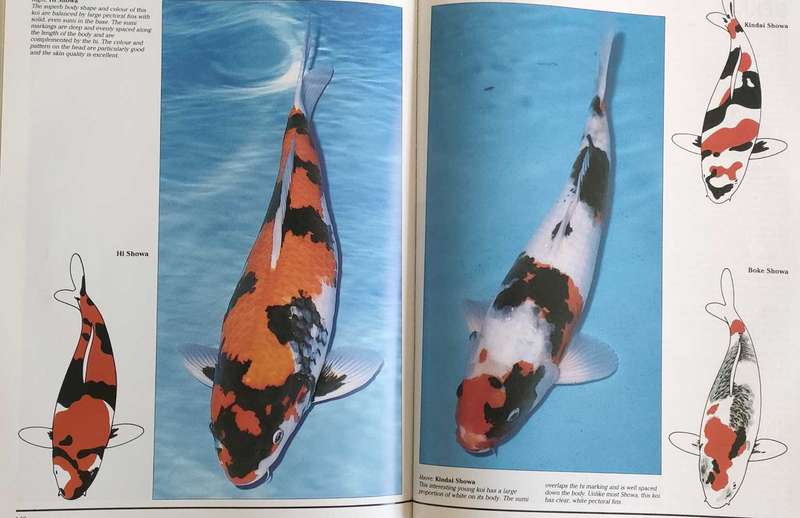 The Interpet Encyclopedia of Koi