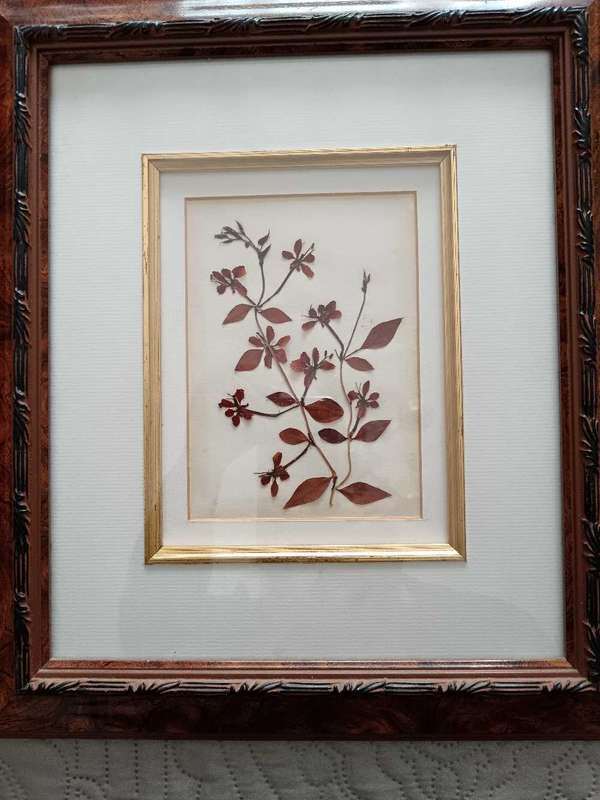 Pair of Pressed botanical flower pictures