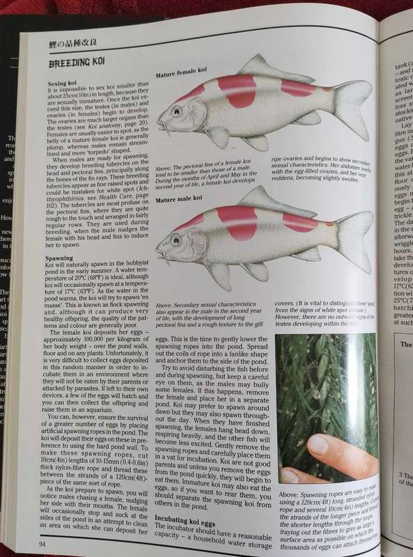 The Interpet Encyclopedia of Koi
