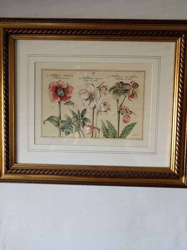 Beautifully framed Botanical Print