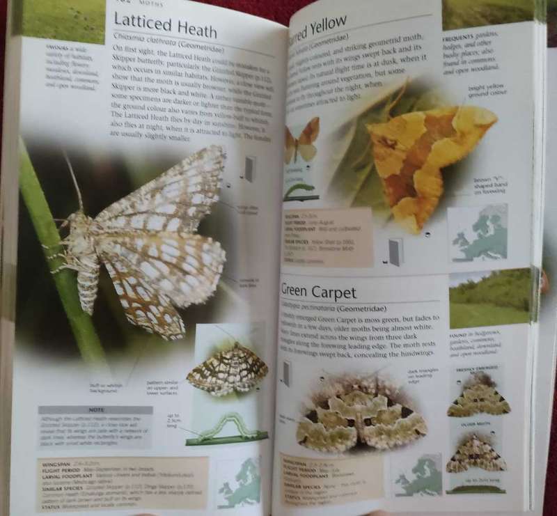 Butterflies and Moths,Pocket Nature