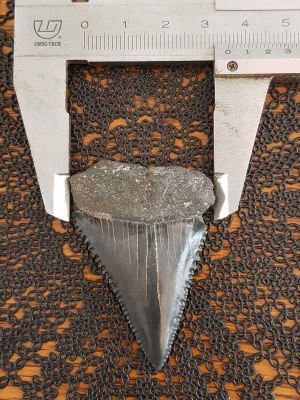 Megalodon or a large species of Great White Shark