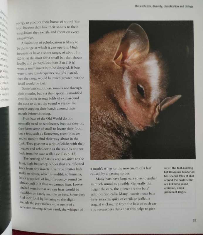 Bats , Phil Richardson