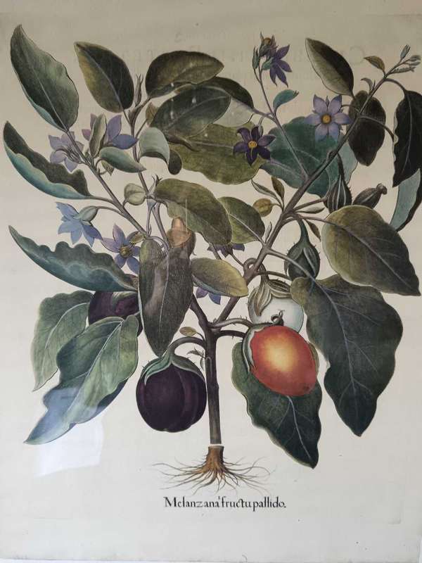 Beautifully Framed Botanical Print
