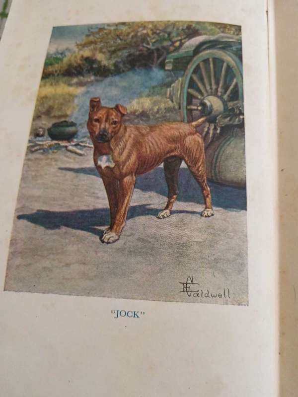 Jock of The Bushveld Book