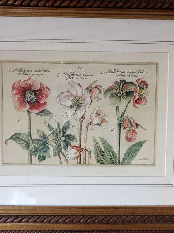 Beautifully framed Botanical Print