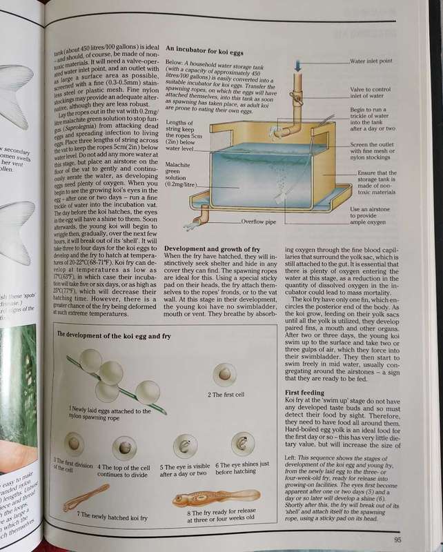 The Interpet Encyclopedia of Koi