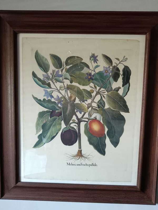 Beautifully Framed Botanical Print