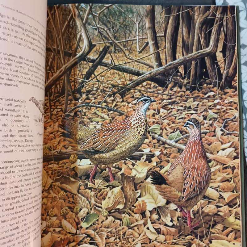Game birds of Southern Africa