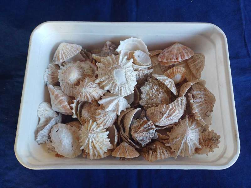 Shells