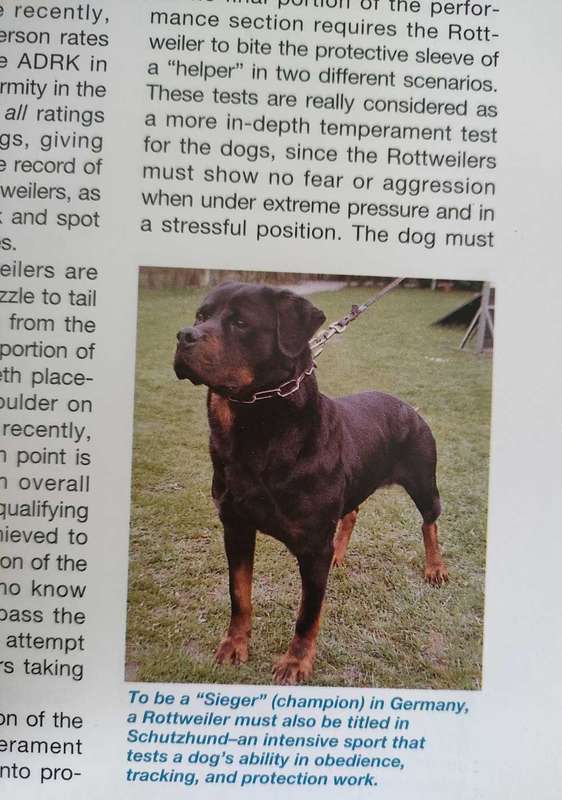 The Rottweiler Handbook