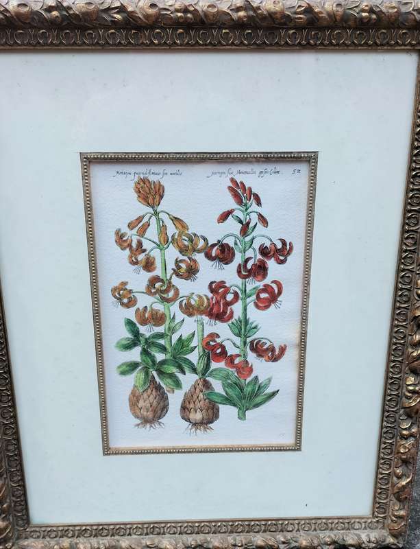 Botanical Painting Framed