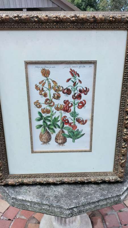 Botanical Painting Framed