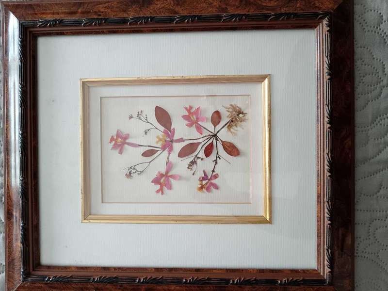 Pair of Beautiful Framed Pressed Botanical Flower Pictures by Joe Braun