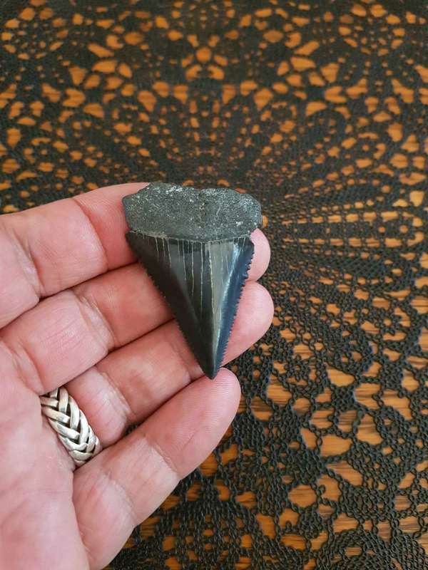 Megalodon or a large species of Great White Shark