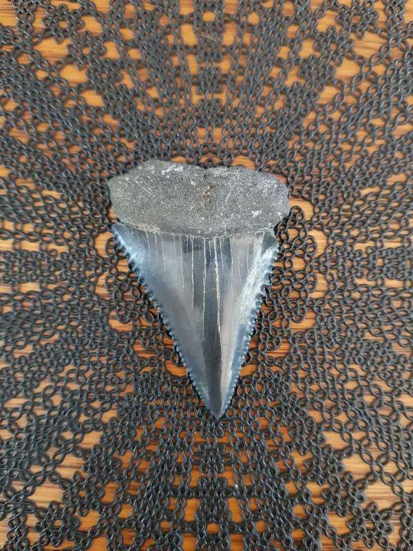 Megalodon or a large species of Great White Shark