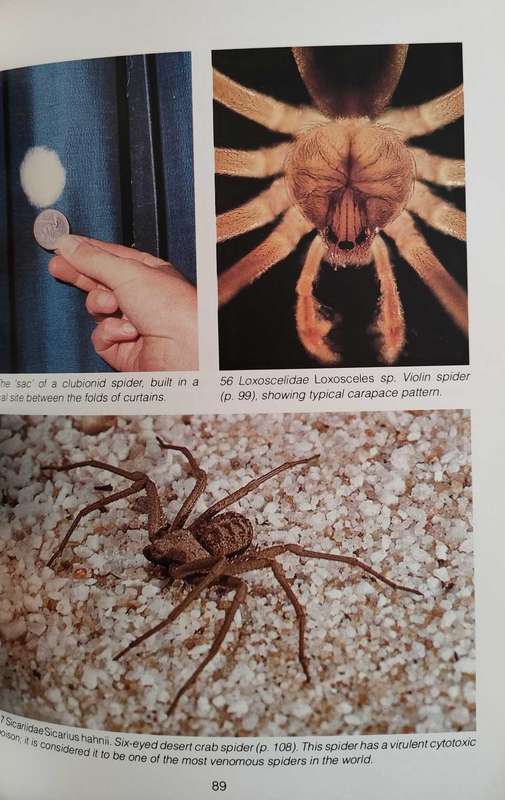 Southern African Spiders -An identification guide
