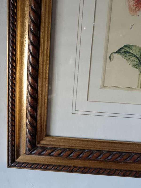 Beautifully framed Botanical Print