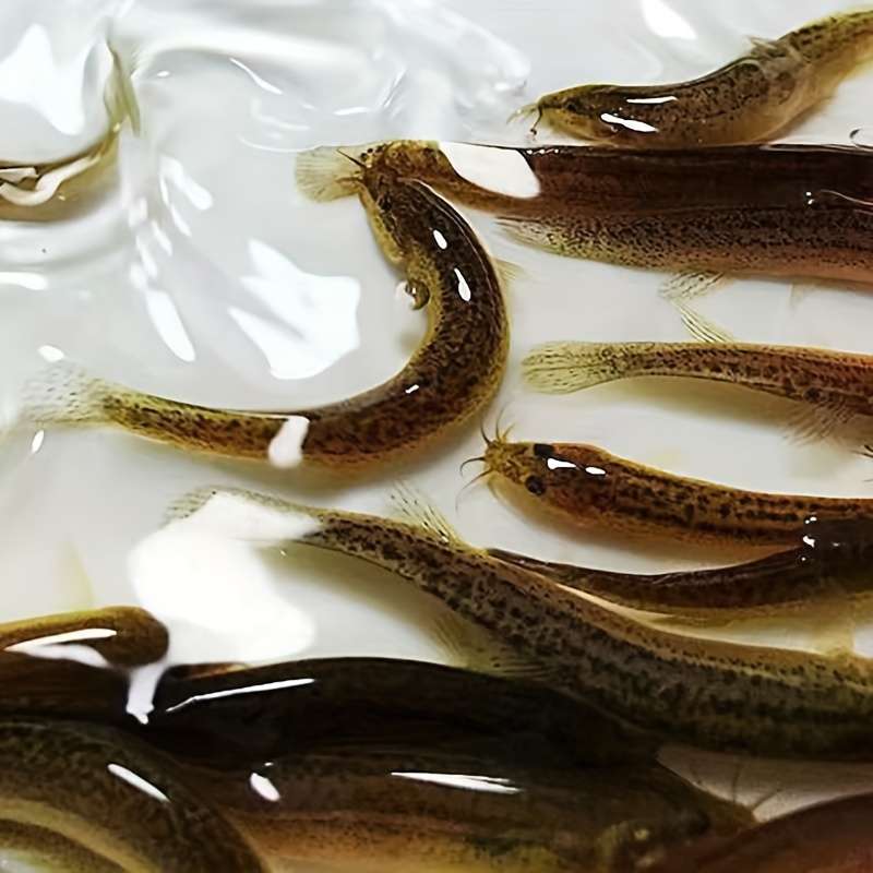 4pcs Small Loach Bait for Fishing Mandarin Fish Bass And Black Fish