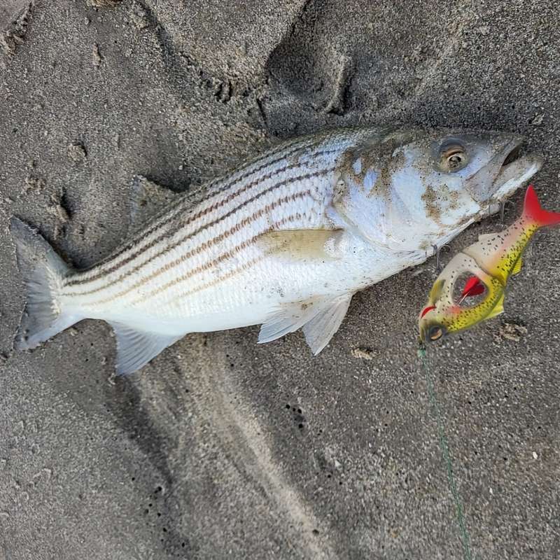 1pc 11.3 Lure with Multi Joint Swimming And Propeller Crank Slow Sinking Biomimetic Artificial Bait