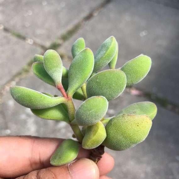 Image result for crassula rogersii