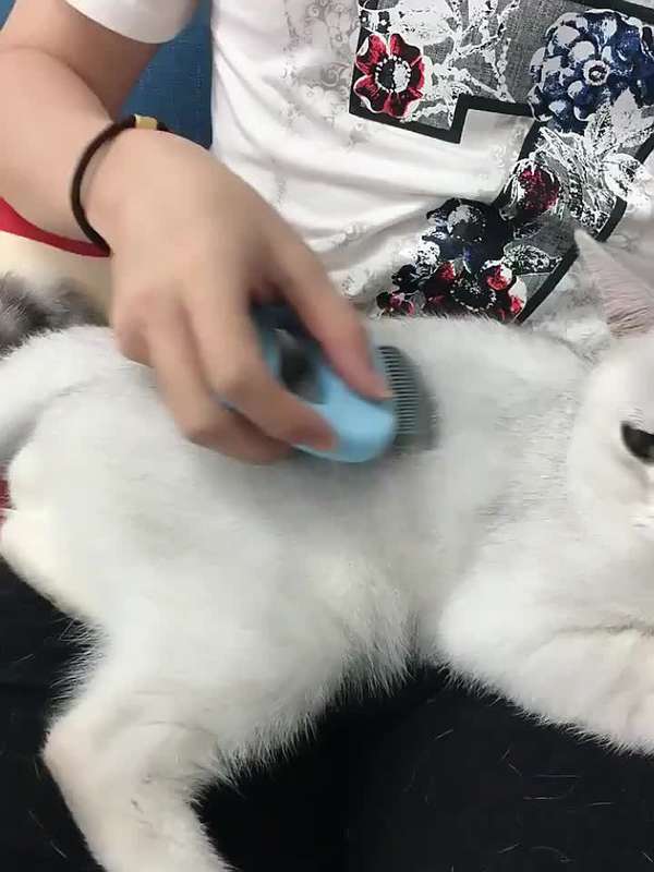 1pc Random One Pet Comb