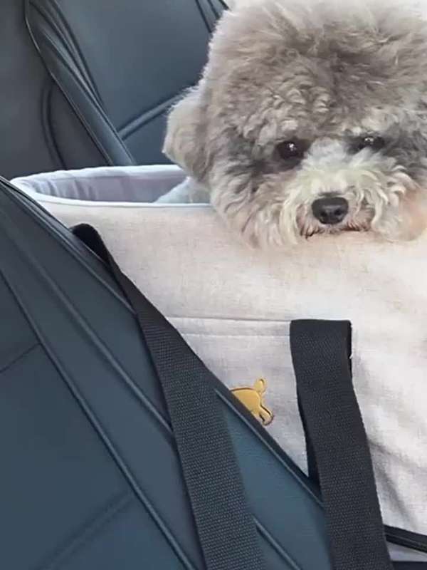 1pc 1pc Pet Bag