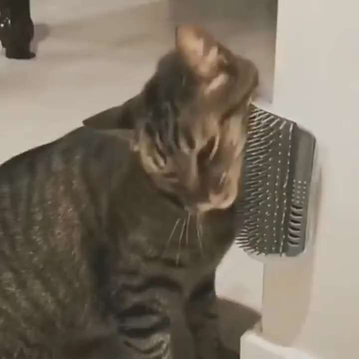 1pc Grey Pet Comb