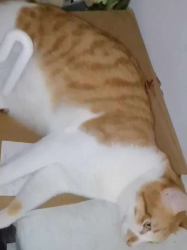 1pc Pet Comb