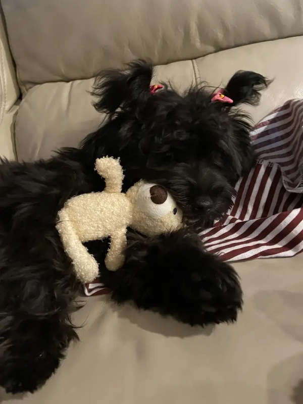 Dog Chew Toys