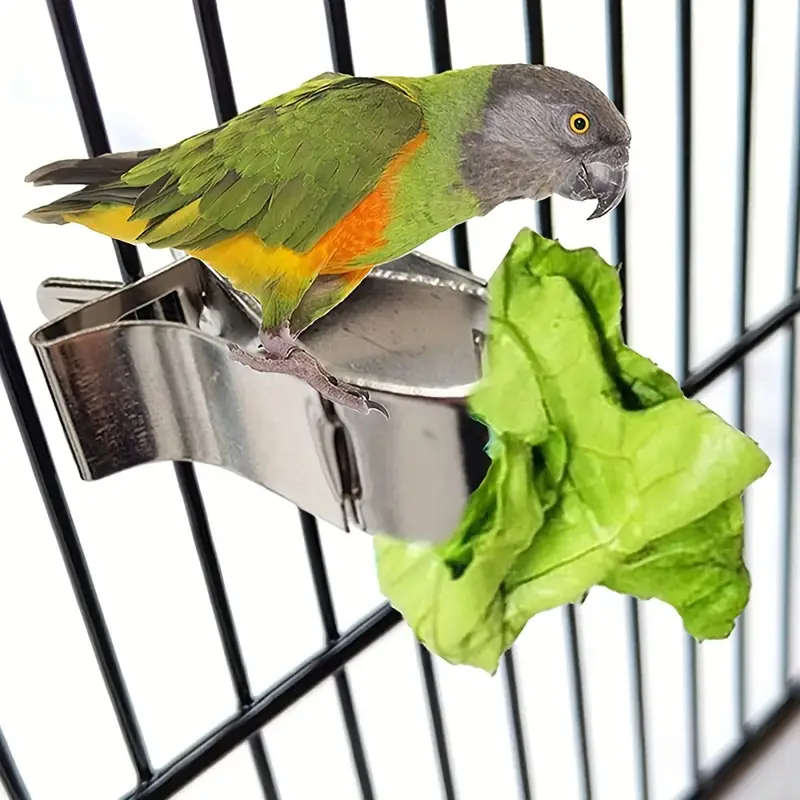 Small Bird Feeder