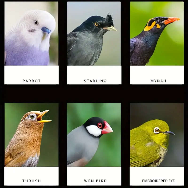 Bird Feeder