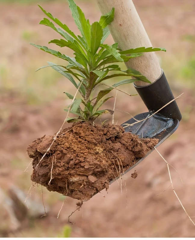 Weeding Tools