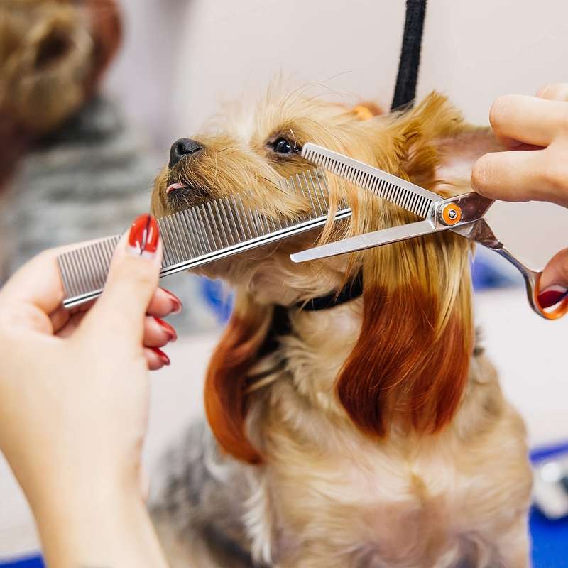 1pc size LPet Comb
