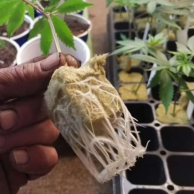 50 Hydroponic Seed Starter Blocks