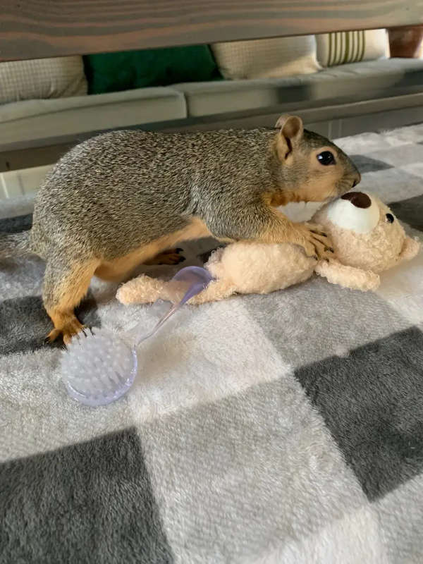 Dog Chew Toys