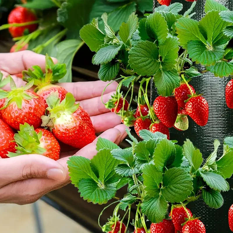 Strawberry Planting Bag