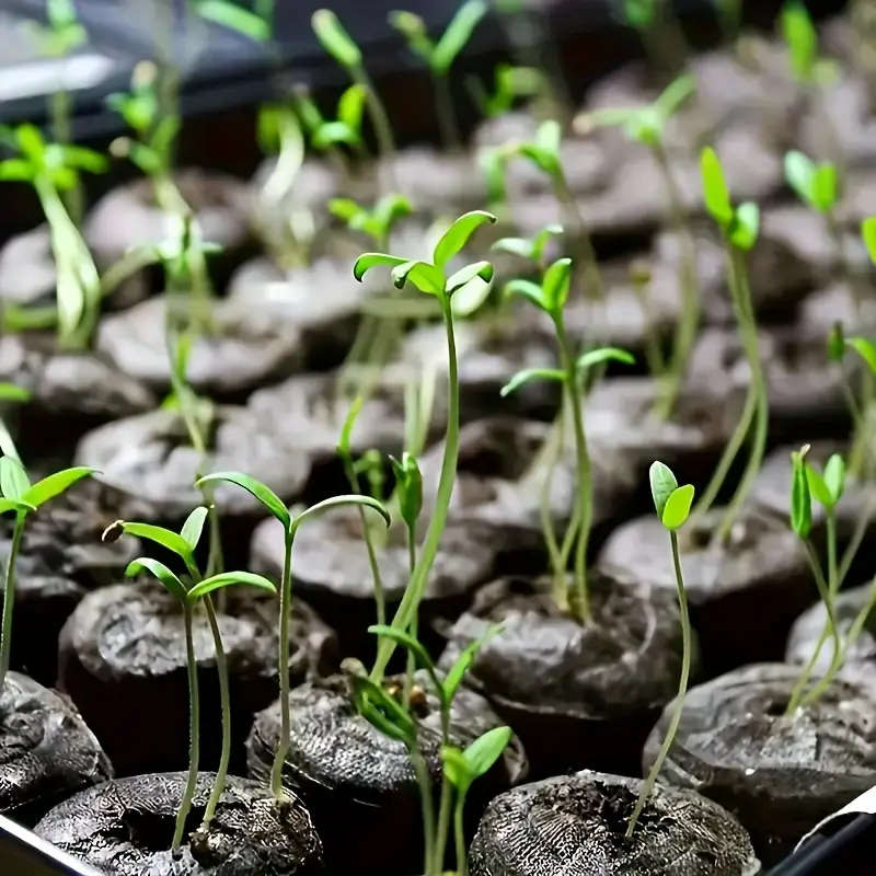 Seed Starter