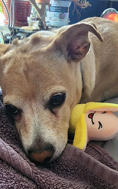 Dog Chew Toys